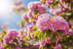 arbre-fleuri-rose-ciel-bleu