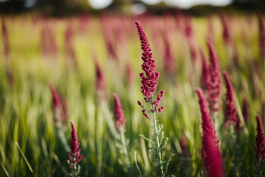 branche-amaranthe-fleurs-rouges-flou