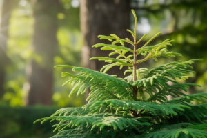 gros-plan-jeune-sapin-feuillage-vert-lumiere