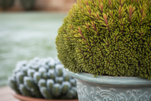 pot-arbuste-feuillage-vert-gel